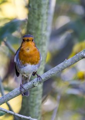 Robin Red Breast