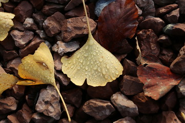 Ginko, Herbstlaub, Blätter, Herbst