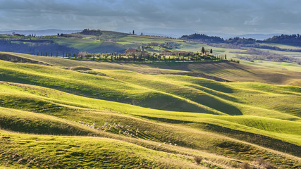 Grazing sheep in the beautiful tuscan landscape