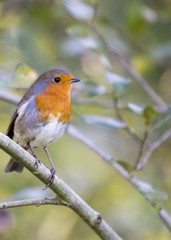 Robin Red Breast