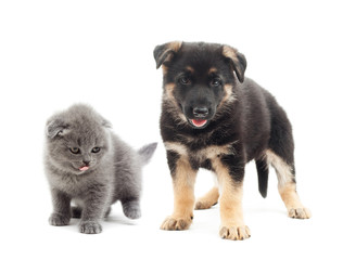 Fototapeta na wymiar kitten and puppy