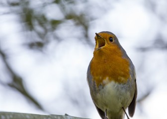 Robin Red Breast