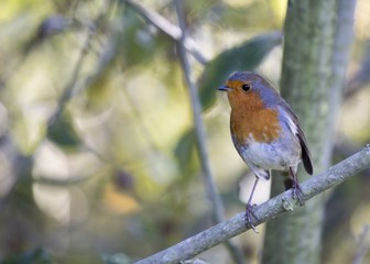Robin Red Breast