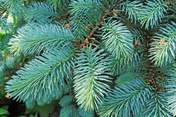 Naklejka na ściany i meble Several brunches of the blue spruce with needles