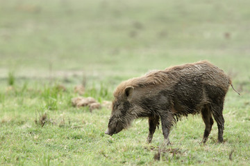 Wild boar in the Dhikala grassland