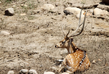 A Cheetal deer resting © Dr Ajay Kumar Singh