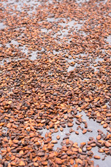 Drying cacao