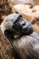 Obraz premium Old chimpanzee