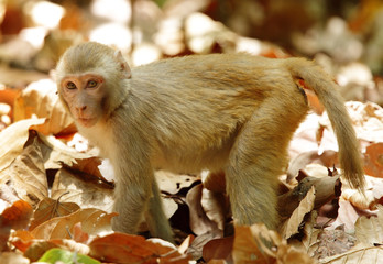 Rehsus Macaque standing in the mid of dry leaves