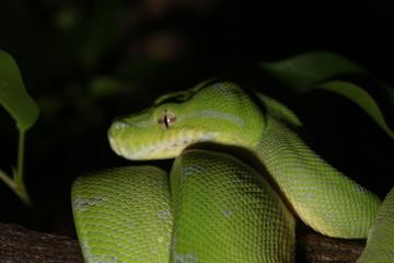 Morelia viridis