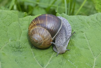 Snail (Helix pomatia) in grass