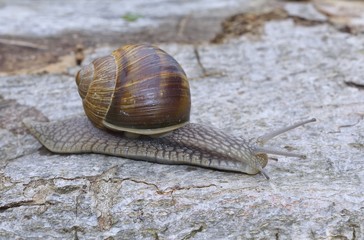 Snail (Helix pomatia)