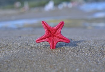 Sea star on the beach