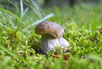 Mushroom (boletus edulis) in the autumn forest