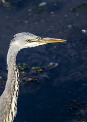 Grey Heron