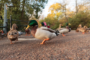 Ducks gathering getting fed in Lund Sweden
