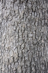 Naklejka premium Wood background