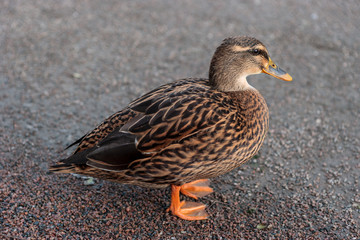 Profile of a Duck Posing in Lund Stadspark