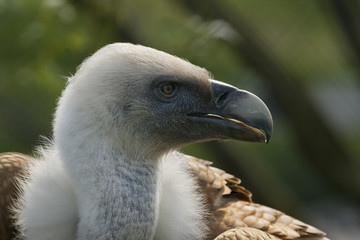 Portret van een vale gier.