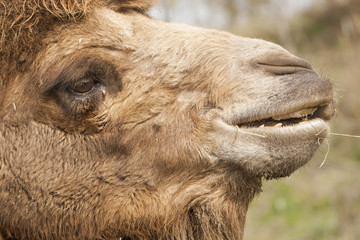 Portret van een kameel. © photoPepp