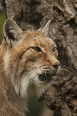 Fototapeta na wymiar Portret van een lynx.