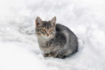 Grey kitten with orange eyes sitting in the snow