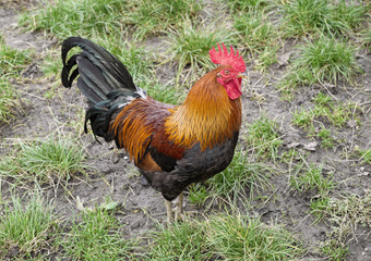 Rooster