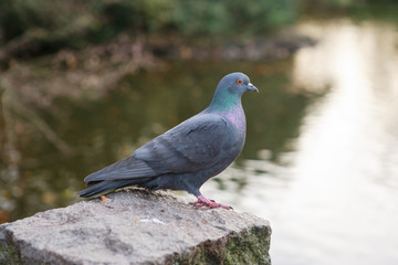 Pigeon in Lunds Stadspark