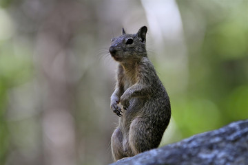 Naklejka na ściany i meble écureuil à Yosemite
