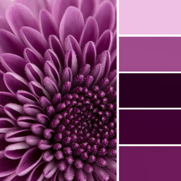 Fototapeta Purple flower and color swatches