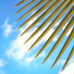 Palm leaf texture with sky