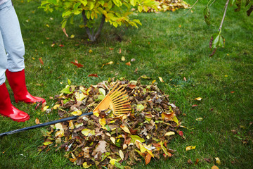 Fall leaves with rake