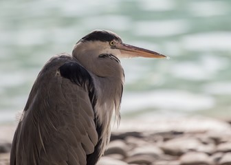 Grey Heron