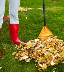 Fall leaves with rake