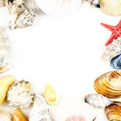abstract background made of shells white background
