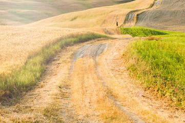 Tuscan tranquility walking on the road between fields