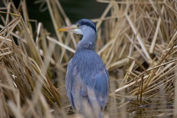 Grey Heron