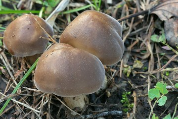 Brown mushroom