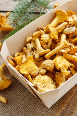 Cantharellus cibarius. Mushrooms in basket.
