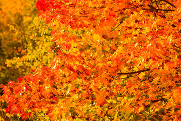 autumn leaves fall trees nature background