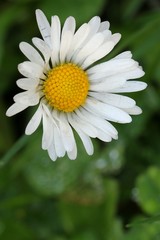 Obraz premium Daisy - Closeup