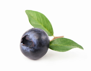 Mature bilberry