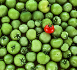 Odd One Out? Business Concept - different, original, stand out.
