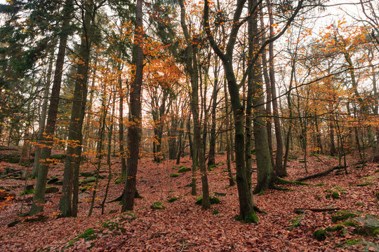 Autumn in Sweden