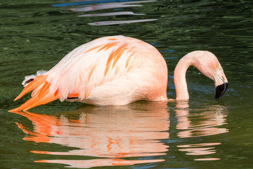 Flamingo