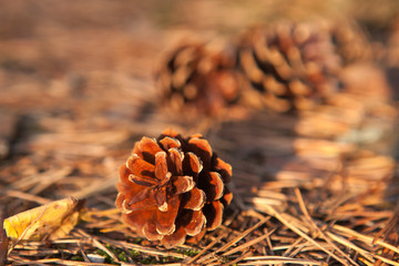 Pine cones