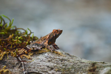 brown frog