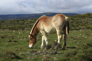 caballo en  Navas del Marqués, Madrid