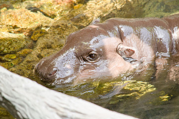 small Hippopotamus