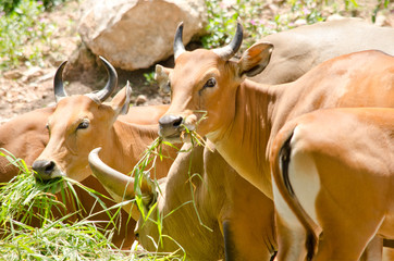 banteng in thailand